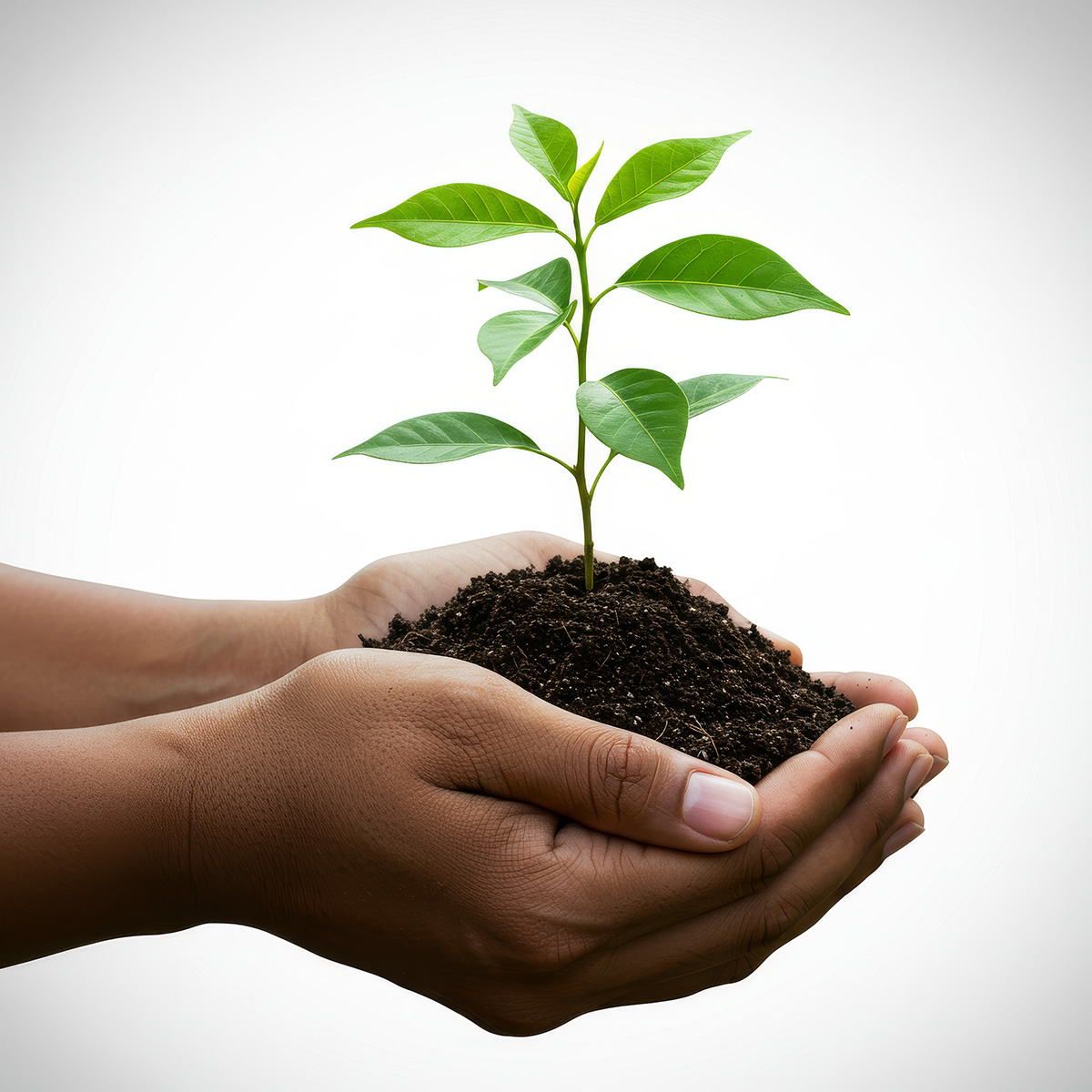 a-pair-of-cupped-hands-holds-a-small-plant